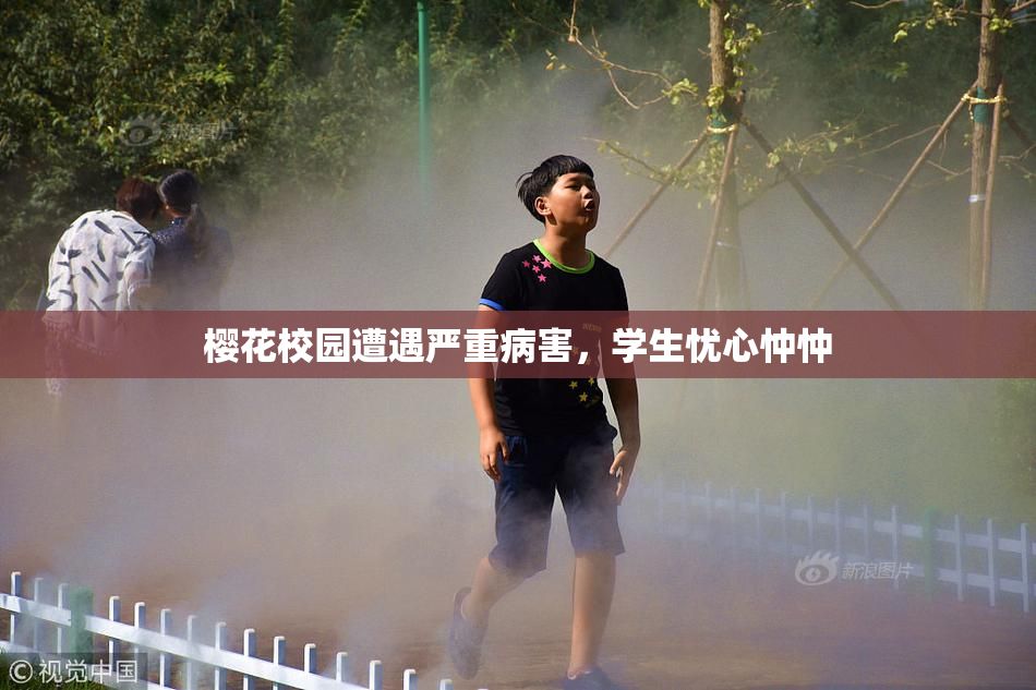 樱花校园遭遇严重病害，学生忧心忡忡