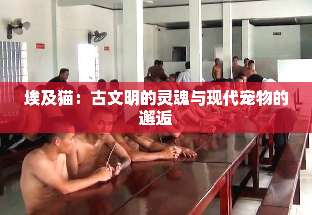埃及猫：古文明的灵魂与现代宠物的邂逅