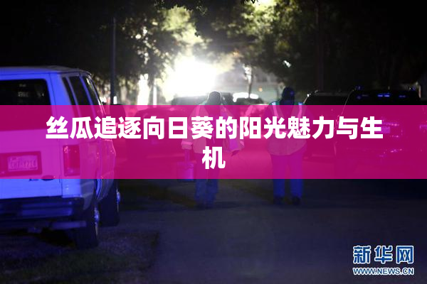 丝瓜追逐向日葵的阳光魅力与生机