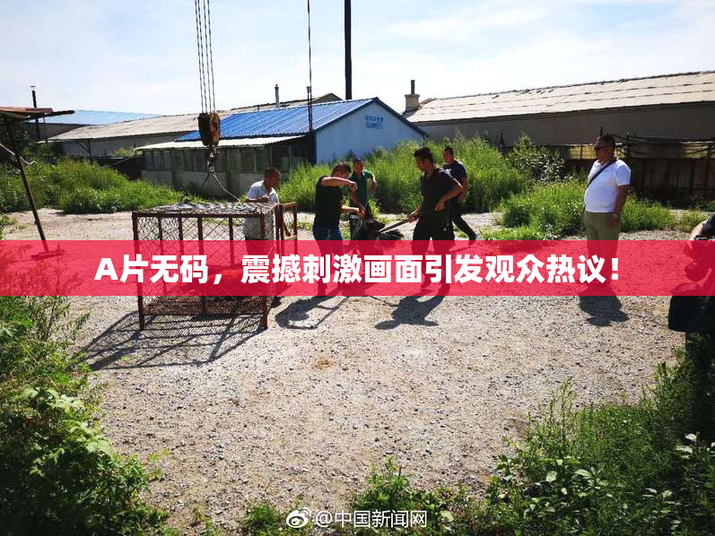 A片无码，震撼刺激画面引发观众热议！