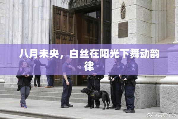 八月未央，白丝在阳光下舞动韵律