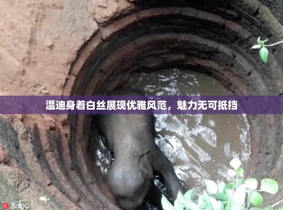 温迪身着白丝展现优雅风范，魅力无可抵挡