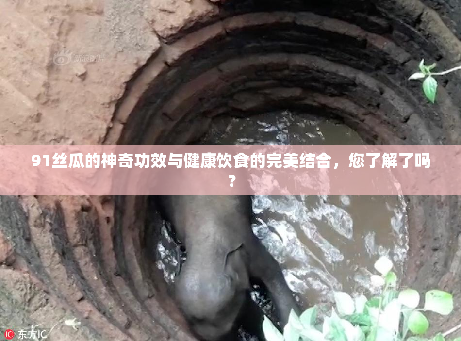 91丝瓜的神奇功效与健康饮食的完美结合，您了解了吗？
