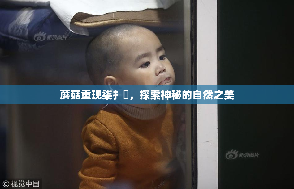 蘑菇重现柒扌畐，探索神秘的自然之美
