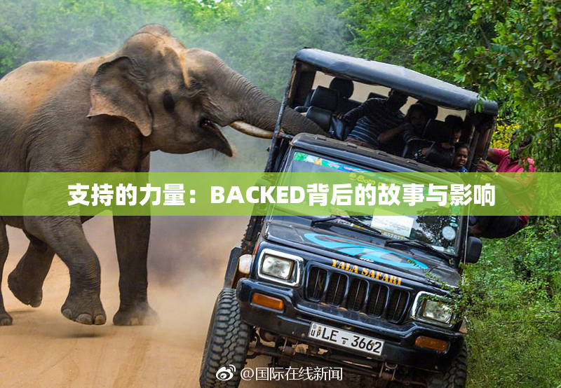 支持的力量：BACKED背后的故事与影响