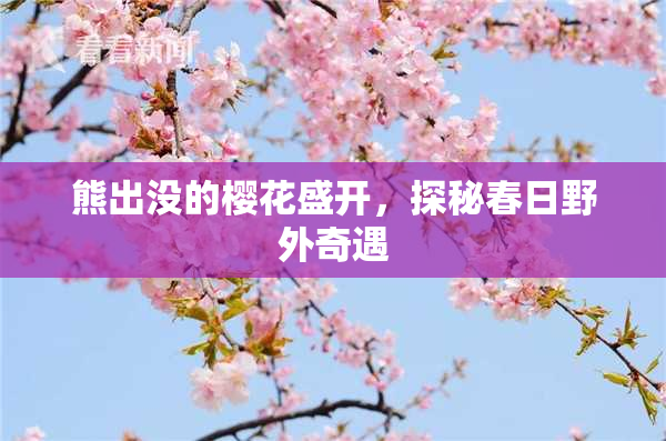 熊出没的樱花盛开，探秘春日野外奇遇
