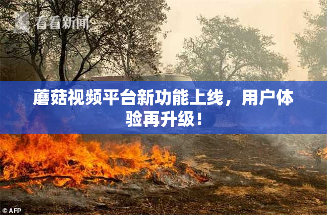 蘑菇视频平台新功能上线，用户体验再升级！