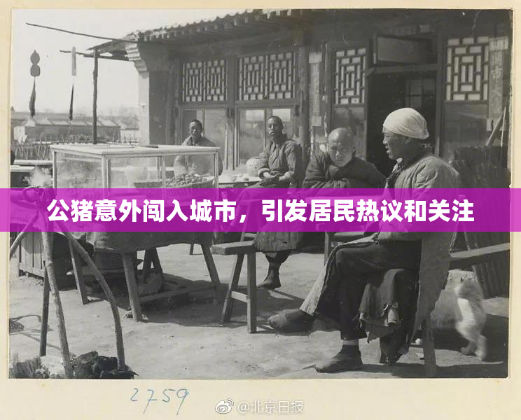公猪意外闯入城市，引发居民热议和关注