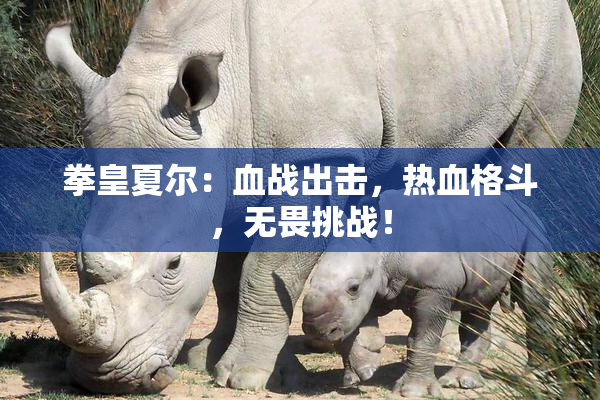 拳皇夏尔：血战出击，热血格斗，无畏挑战！