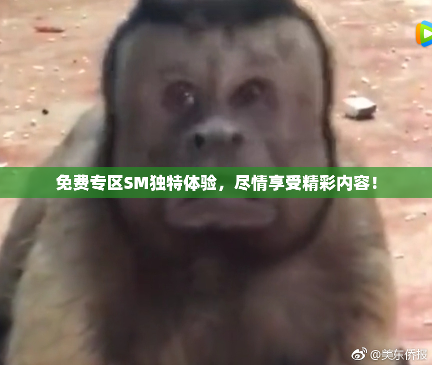 免费专区SM独特体验，尽情享受精彩内容！