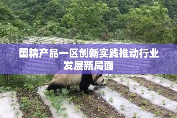 国精产品一区创新实践推动行业发展新局面