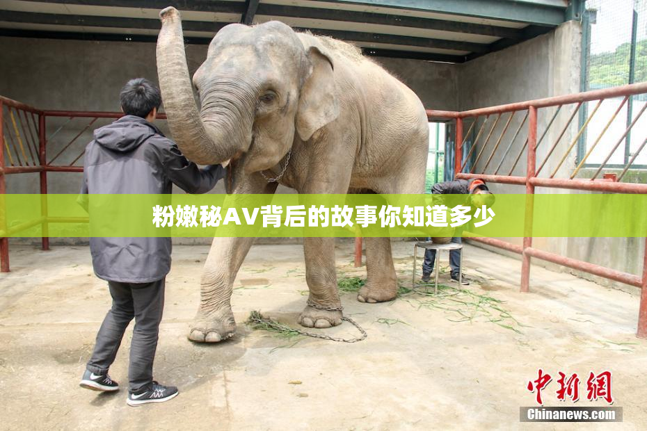 粉嫩秘AV背后的故事你知道多少