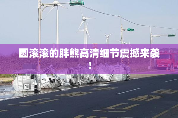 圆滚滚的胖熊高清细节震撼来袭！