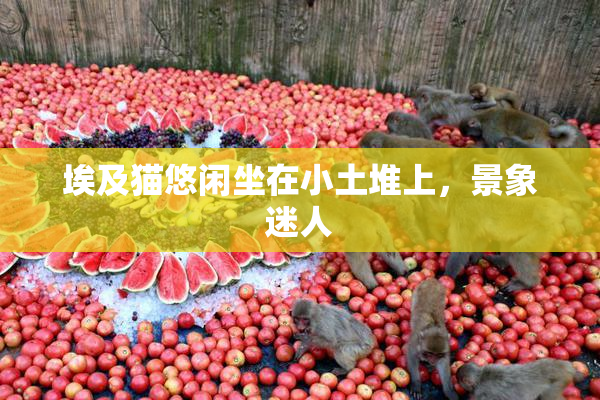 埃及猫悠闲坐在小土堆上，景象迷人