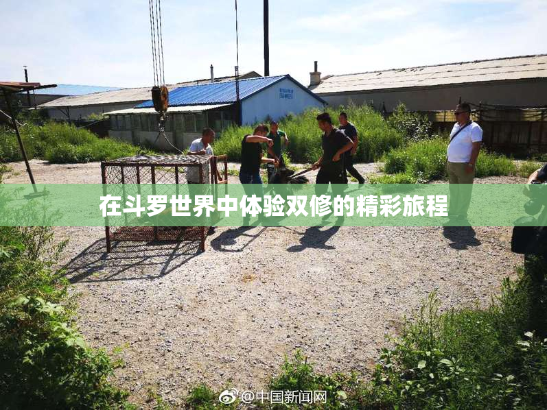 在斗罗世界中体验双修的精彩旅程