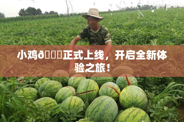 小鸡🐔正式上线，开启全新体验之旅！