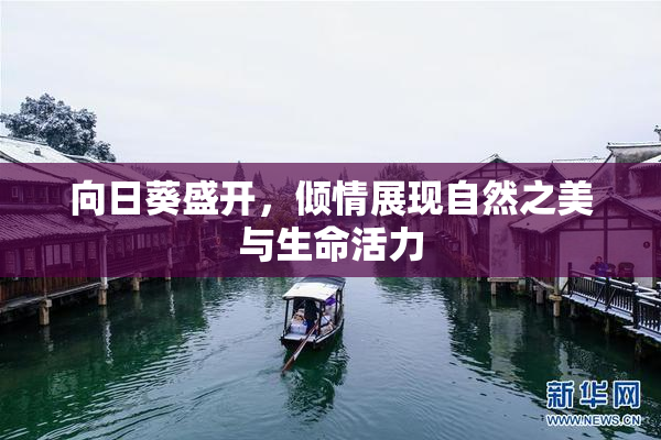 向日葵盛开，倾情展现自然之美与生命活力