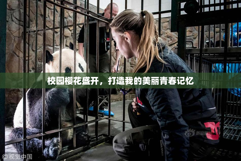 校园樱花盛开，打造我的美丽青春记忆