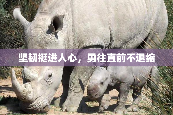坚韧挺进人心，勇往直前不退缩