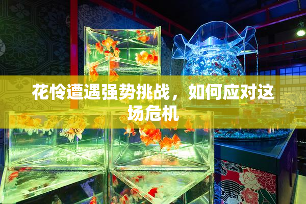 花怜遭遇强势挑战，如何应对这场危机