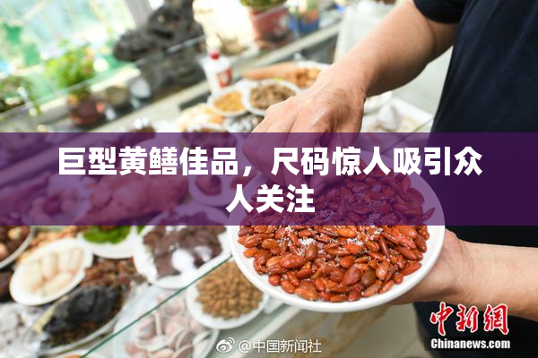 巨型黄鳝佳品，尺码惊人吸引众人关注