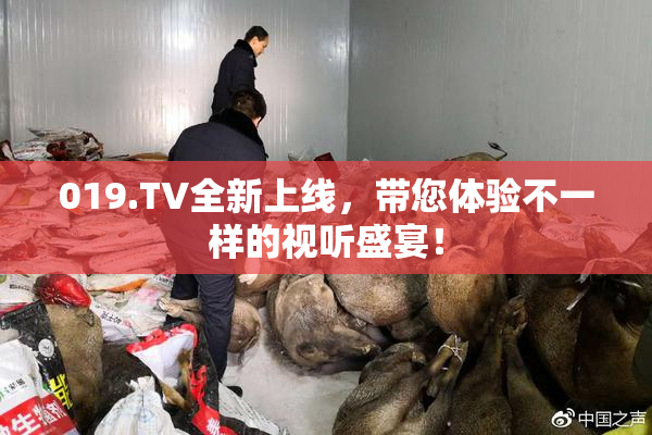 019.TV全新上线，带您体验不一样的视听盛宴！