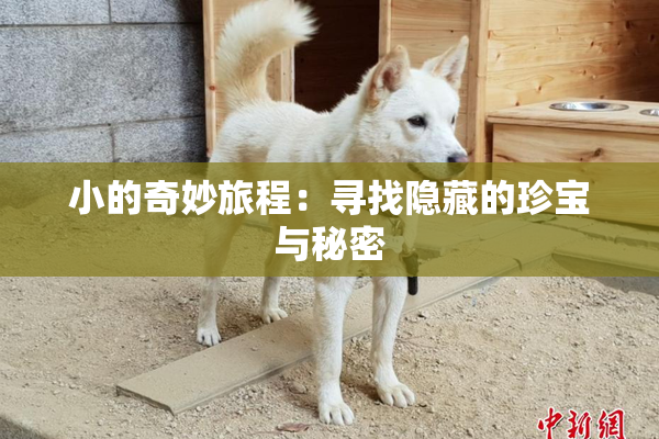 小的奇妙旅程：寻找隐藏的珍宝与秘密