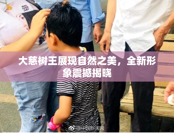 大慈树王展现自然之美，全新形象震撼揭晓