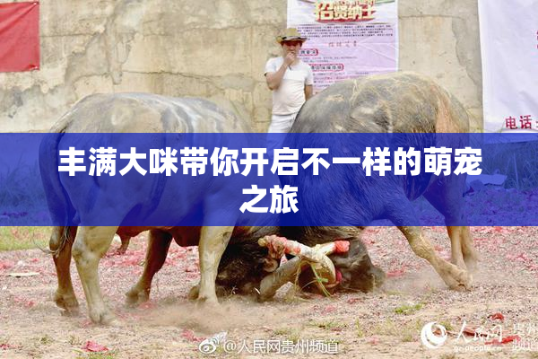 丰满大咪带你开启不一样的萌宠之旅
