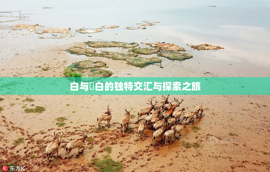 白与晄白的独特交汇与探索之旅