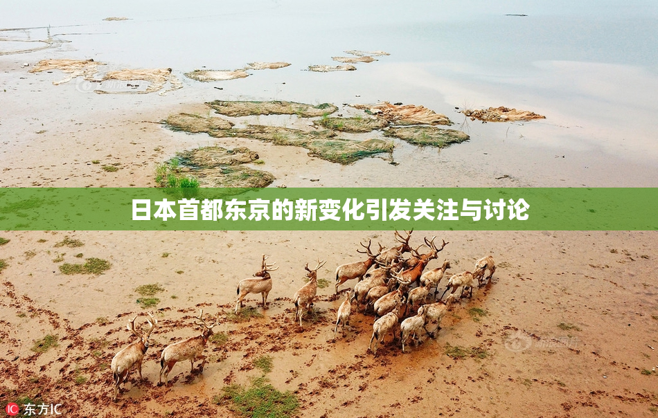 日本首都东京的新变化引发关注与讨论