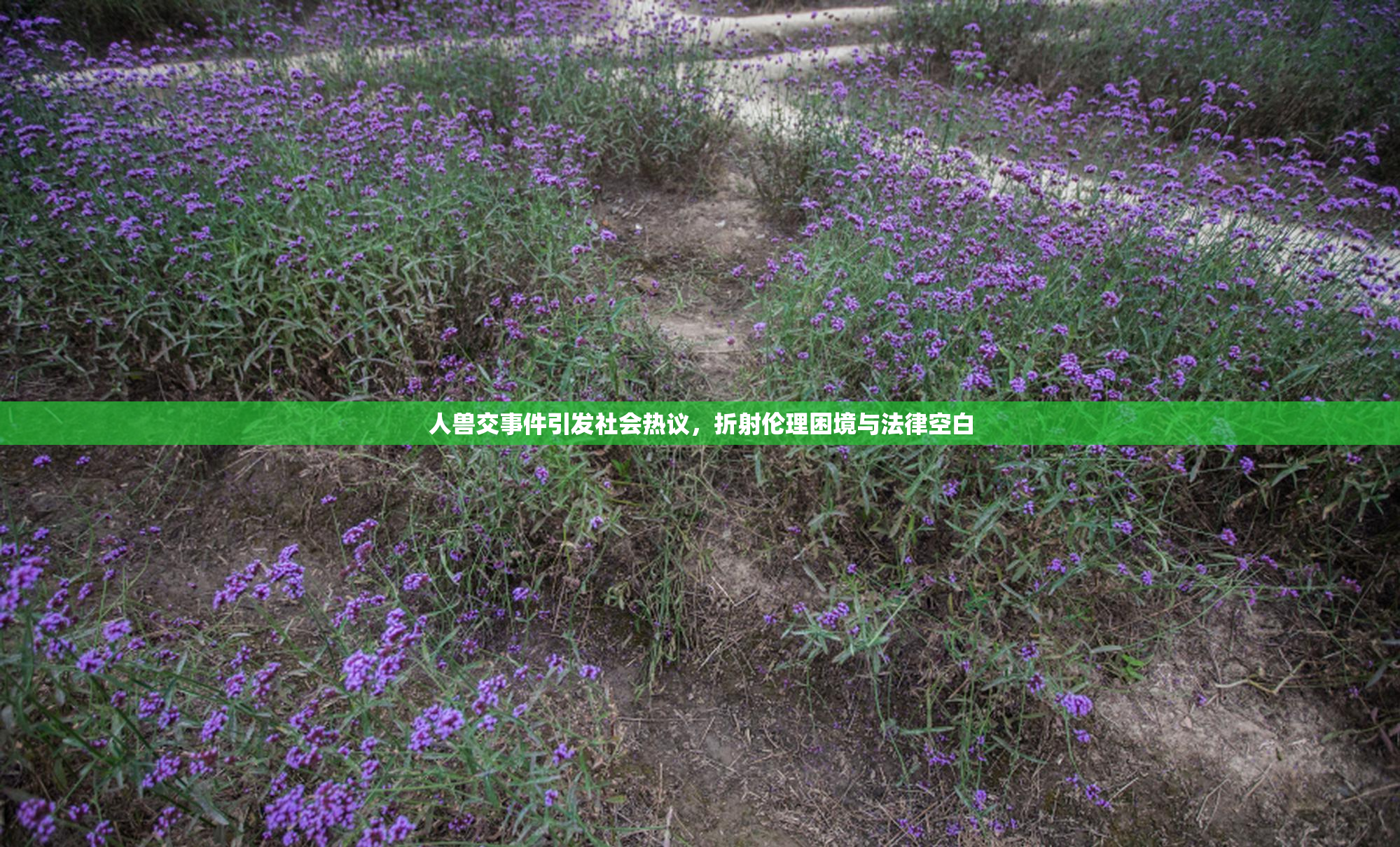 人兽交事件引发社会热议，折射伦理困境与法律空白