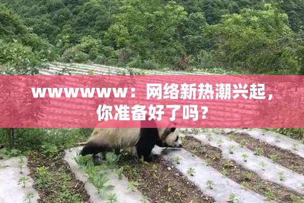 wwwwww：网络新热潮兴起，你准备好了吗？