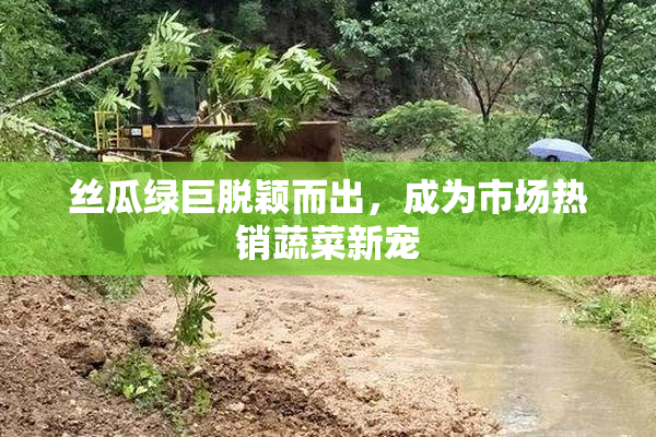 丝瓜绿巨脱颖而出，成为市场热销蔬菜新宠