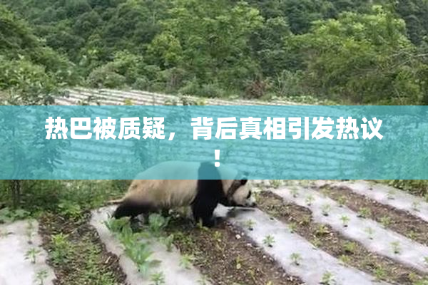 热巴被质疑，背后真相引发热议！