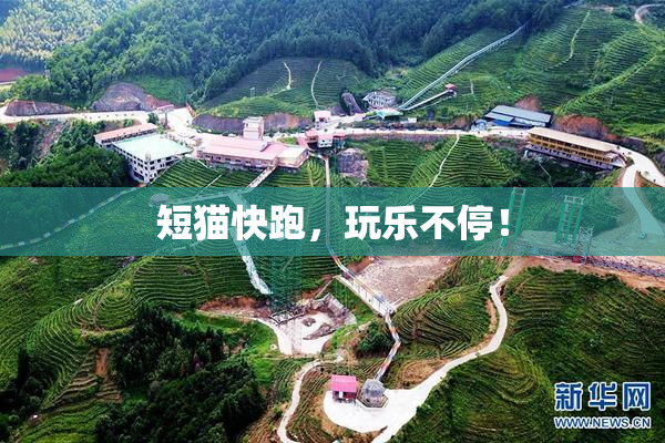短猫快跑，玩乐不停！