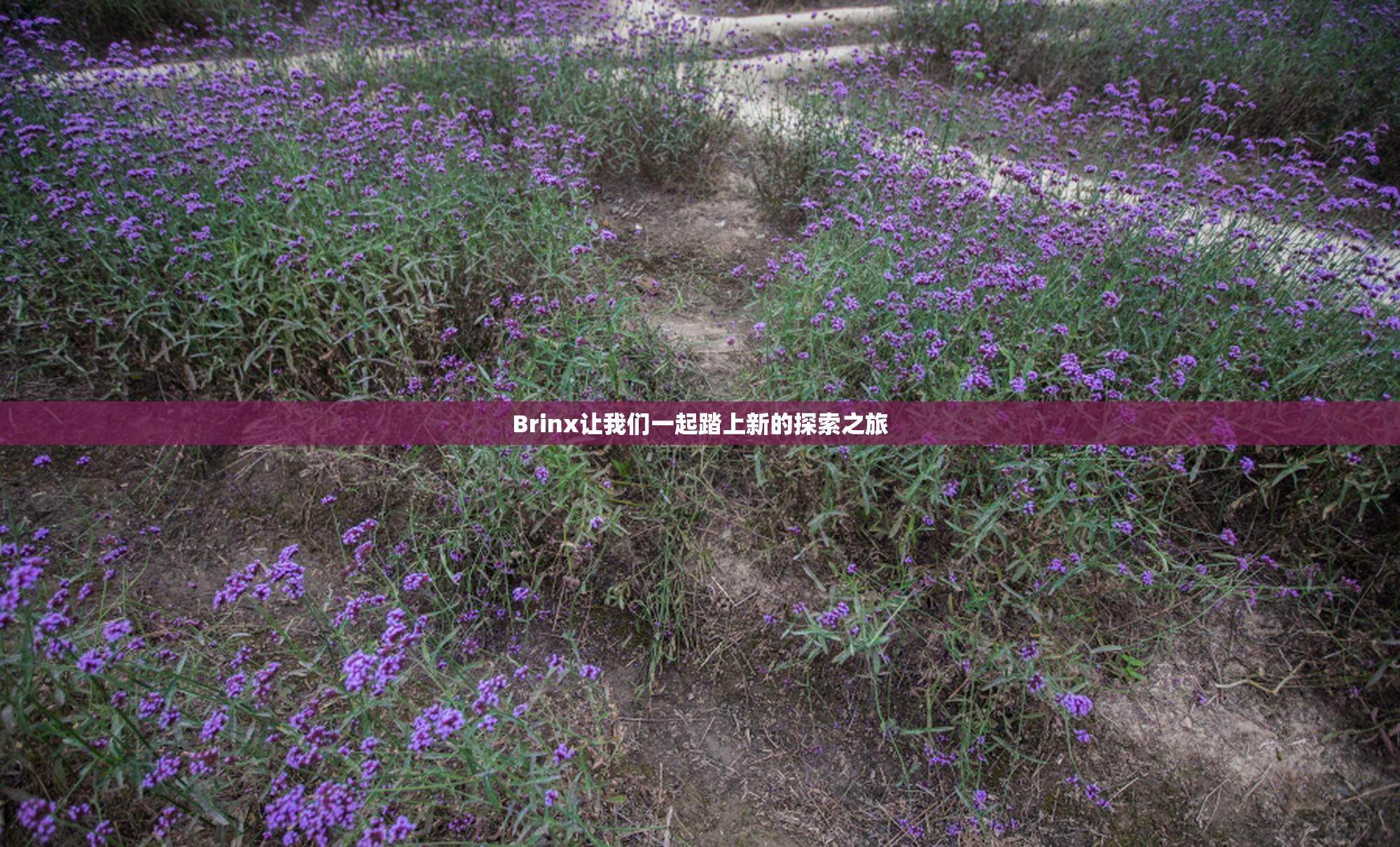 Brinx让我们一起踏上新的探索之旅