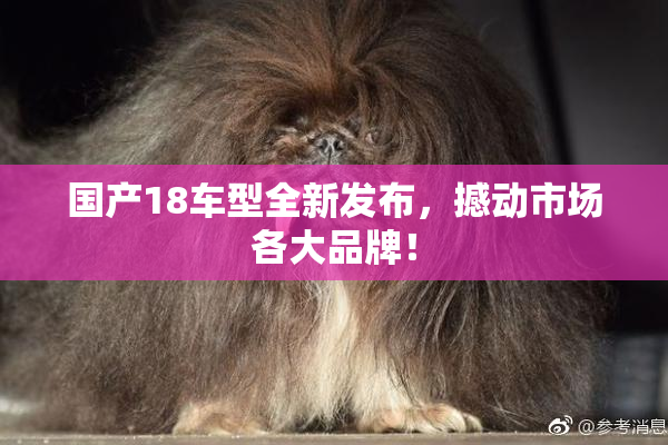 国产18车型全新发布，撼动市场各大品牌！