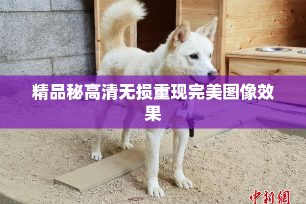 精品秘高清无损重现完美图像效果