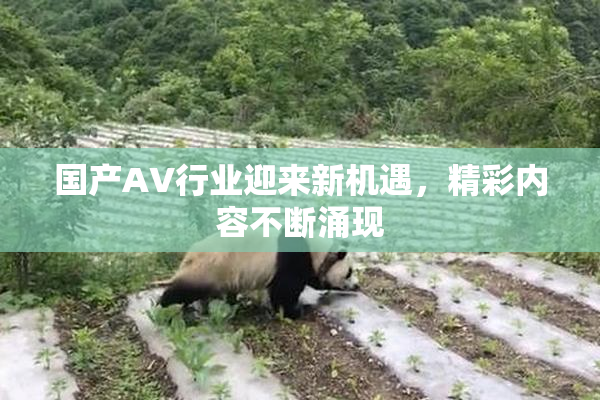 国产AV行业迎来新机遇，精彩内容不断涌现