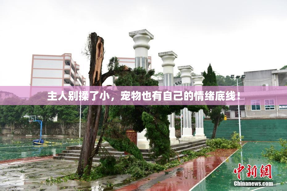 主人别揉了小，宠物也有自己的情绪底线！