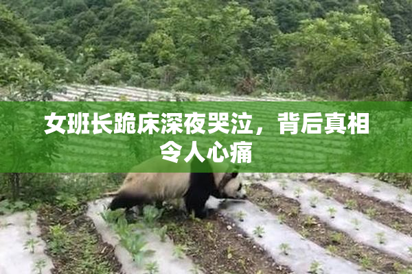 女班长跪床深夜哭泣，背后真相令人心痛