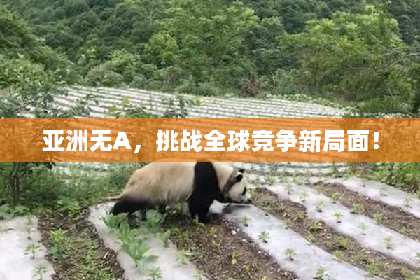 亚洲无A，挑战全球竞争新局面！