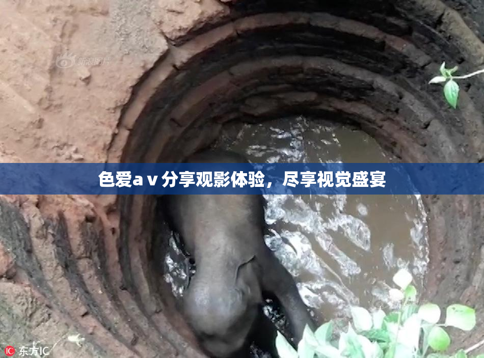 色爱aⅴ分享观影体验，尽享视觉盛宴