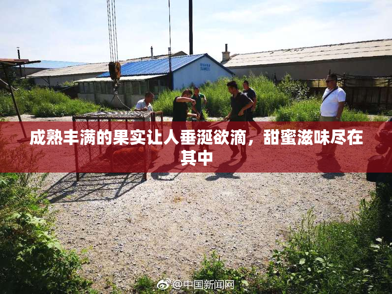 成熟丰满的果实让人垂涎欲滴，甜蜜滋味尽在其中