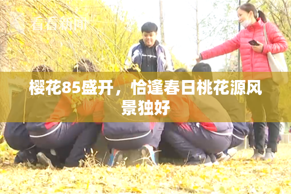 樱花85盛开，恰逢春日桃花源风景独好