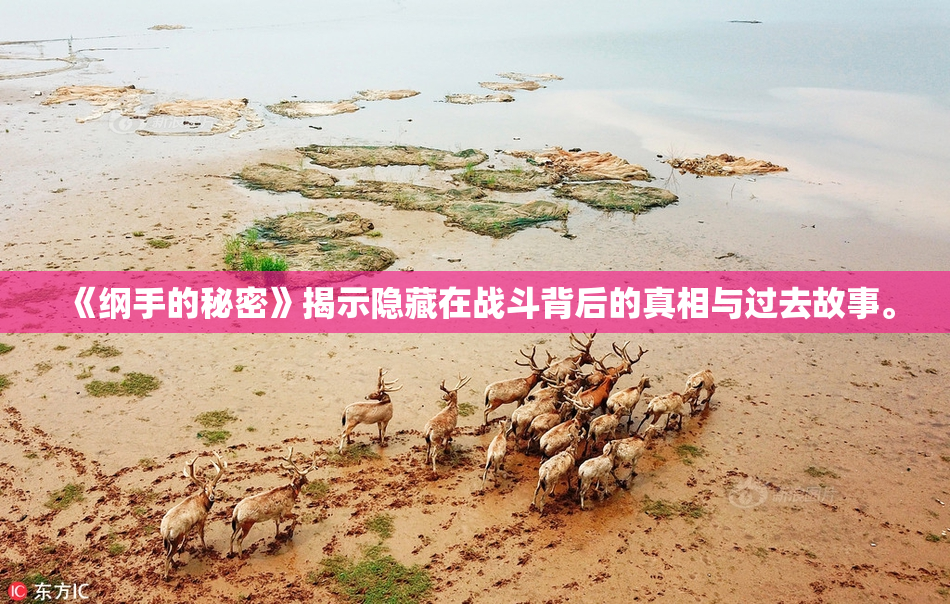 《纲手的秘密》揭示隐藏在战斗背后的真相与过去故事。