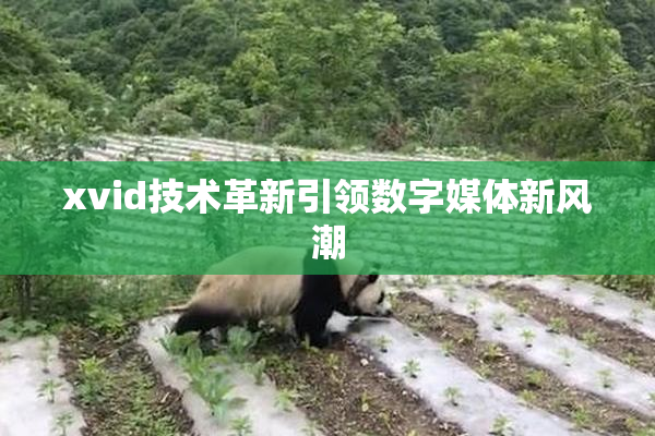 xvid技术革新引领数字媒体新风潮