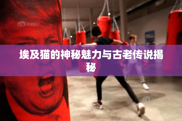 埃及猫的神秘魅力与古老传说揭秘