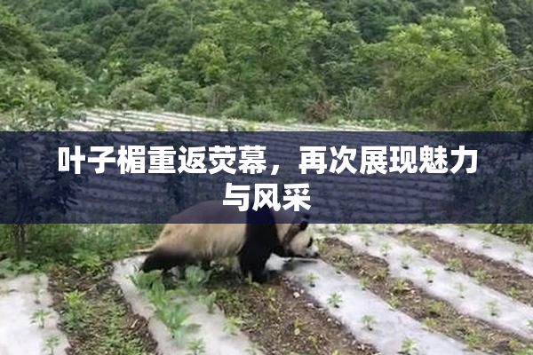 叶子楣重返荧幕，再次展现魅力与风采